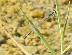 Ischnura evansi