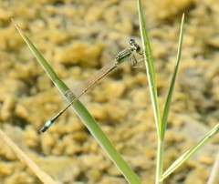 Ischnura evansi