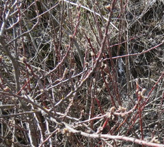 Cotoneaster alaunicus