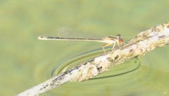 Ischnura evansi