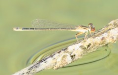Ischnura evansi