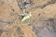 Julodis euphratica