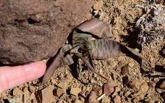 Ledebouria apertiflora