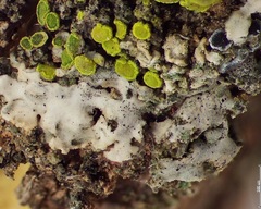 Candelariella antennaria