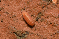 Androniscus roseus