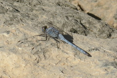 Orthetrum ransonnetii