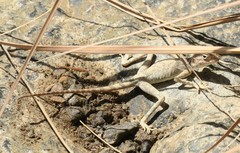 Pseudotrapelus jensvindumi