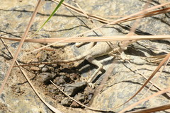 Pseudotrapelus jensvindumi