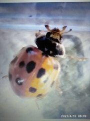 Adalia decempunctata