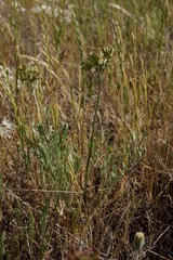 Lomatium caruifolium denticulatum