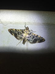 Rhimphalea sceletalis