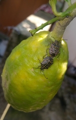 Cappaea taprobanensis