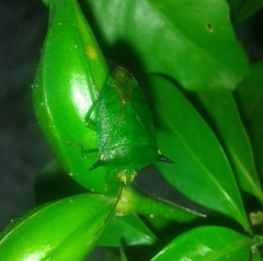 Sabaeus humeralis