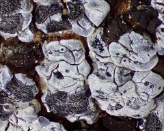 Acarospora americana