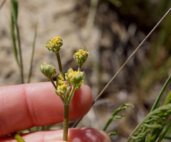 Lomatium caruifolium denticulatum