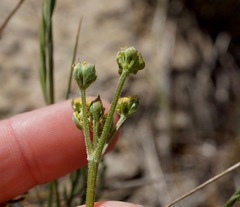 Lomatium caruifolium denticulatum