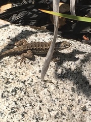 Sceloporus occidentalis