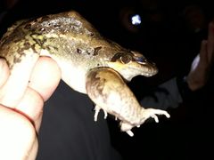 Leptodactylus insularum
