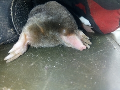 Parascaptor leucurus