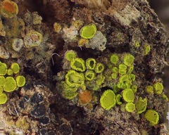 Candelariella antennaria