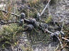 Allocasuarina pusilla