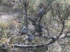 Allocasuarina pusilla