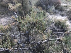 Allocasuarina pusilla