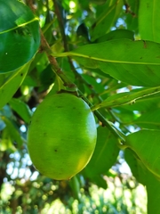 Diospyros nigra