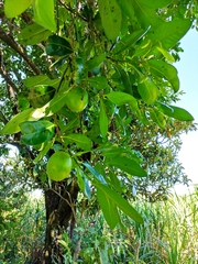 Diospyros nigra
