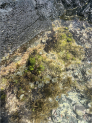 Dictyosphaeria cavernosa