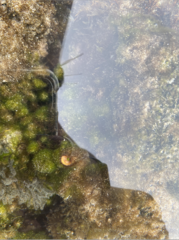 Dictyosphaeria cavernosa
