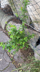 Magnoliopsida