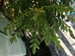 Murraya