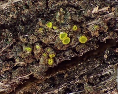 Candelariella antennaria