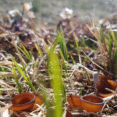 Dumontinia tuberosa