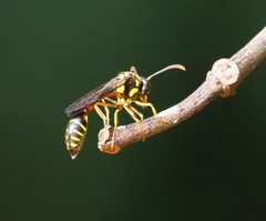 Eustenogaster micans