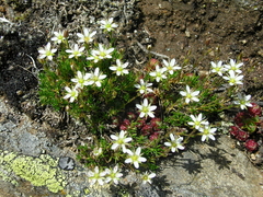 Minuartia recurva