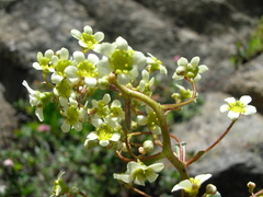 Saxifraga paniculata