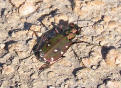 Cicindela