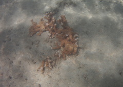 Montipora capitata