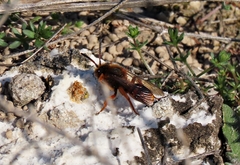 Nomada agrestis