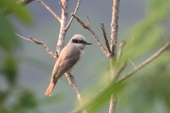 Large Woodshrike photo 2