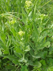 Lepidium campestre