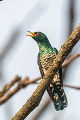 Chrysococcyx maculatus