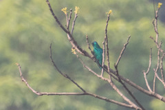 Chrysococcyx maculatus