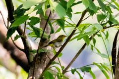 Phylloscopus cantator