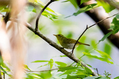 Phylloscopus cantator