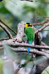 Psarisomus dalhousiae