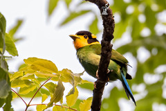 Psarisomus dalhousiae