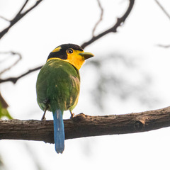 Psarisomus dalhousiae